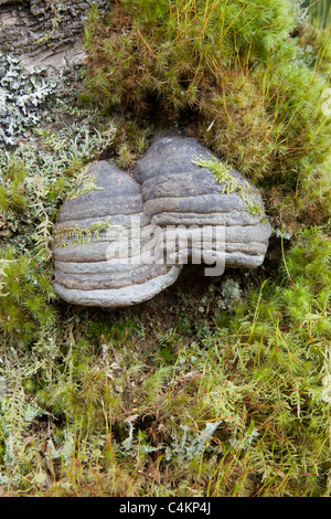 HUF-Pilz; Zündstoff Fomentarius; unter Moos Stockfoto