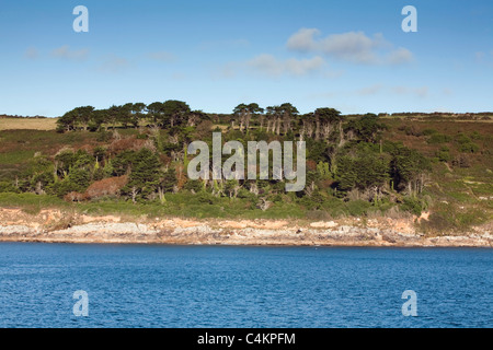 Kemyel Falte; Wildlife Trust Naturschutzgebiet; in der Nähe von später; Cornwall Stockfoto