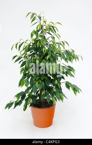 Benjamin Fig, Tropic Laurel, weinend Feigen (Ficus Benjamina). Topfpflanze. Studio Bild vor einem weißen Hintergrund Stockfoto