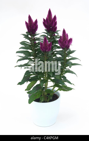 Celosia argentea violette und weiße Blume, schöne rosa celosia Flamingo