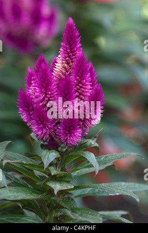 Gefiederte Hahnenkamm (Celosia Argentea). Lila Blüte Stockfoto