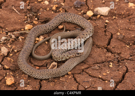 Juvenile große Whipsnake (Coluber Graphik) fotografiert in Israel im Mai Stockfoto