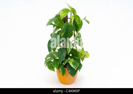 Pothos, Silber Rebe (Efeutute Aureum), Topfpflanze. Studio Bild vor einem weißen Hintergrund Stockfoto