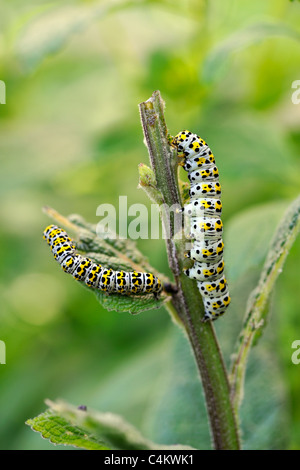 Königskerze Falter Raupe (Shargacucullia Verbasci) Stockfoto