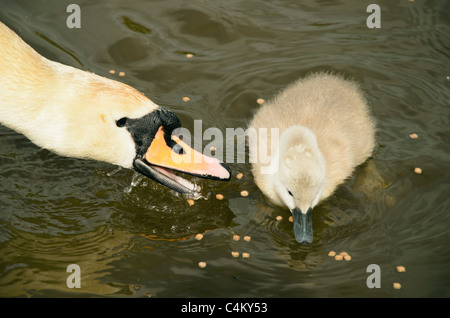 Erwachsenen und Cygnet Höckerschwan (Cygnus Olor) auf Kanal in Lancashire UK Stockfoto