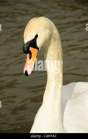 Mute Swan (Cygnus Olor) auf Kanal in Lancashire UK Stockfoto
