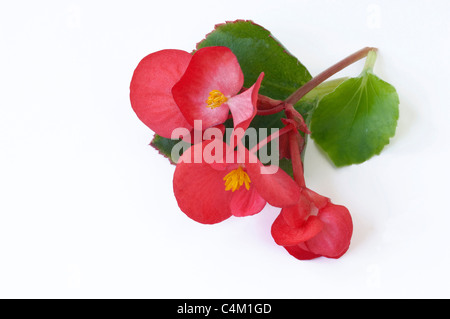 Begonia Wachs, Wachs-Blatt-Begonie (Begonia x Semperfloren-Cultorum), rote Blüten und Blätter. Studio Bild. Stockfoto
