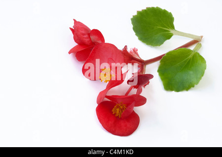 Begonia Wachs, Wachs-Blatt-Begonie (Begonia x Semperfloren-Cultorum), rote Blüten und Blätter. Studio Bild. Stockfoto