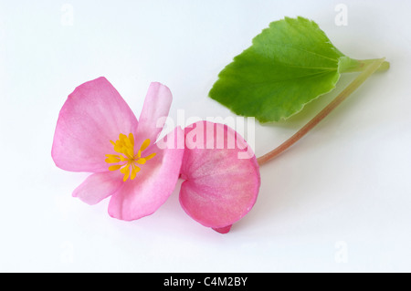 Begonia Wachs, Wachs-Blatt-Begonie (Begonia x Semperfloren-Cultorum), rosa Blume und Blatt. Stockfoto