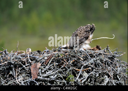 Juvenile Fischadler (Pandion Haliaetus) Nest Stockfoto