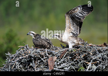 Juvenile Fischadler (Pandion Haliaetus) Nest Stockfoto