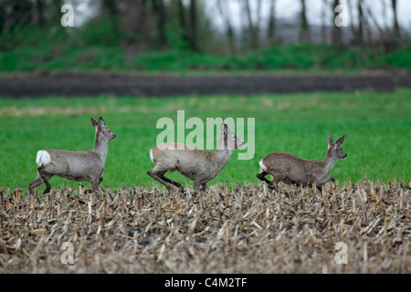 Reh (Capreolus Capreolus) Buck und zwei Weibchen im Feld im Frühjahr, Österreich Stockfoto