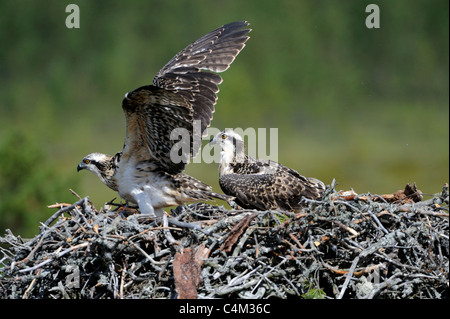 Juvenile Fischadler (Pandion Haliaetus) Nest Stockfoto