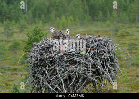 Juvenile Fischadler (Pandion Haliaetus) Nest Stockfoto