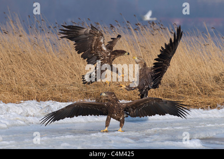 Seeadler / Sea Eagle / Erne (Haliaeetus Horste) Adler kämpfen über den zugefrorenen See im Winter, Deutschland Stockfoto