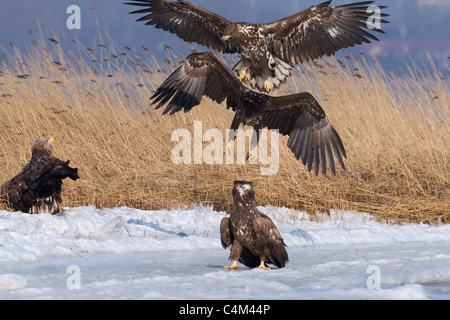 Seeadler / Sea Eagle / Erne (Haliaeetus Horste) Adler kämpfen über den zugefrorenen See im Winter, Deutschland Stockfoto