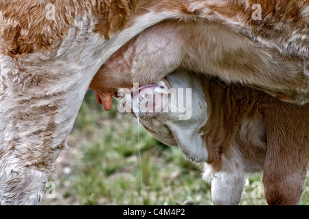 UK Berkshire Kuh füttern Kalb Stockfoto