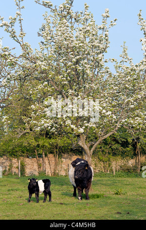 Belted Galloway Kuh und Kalb Stockfoto