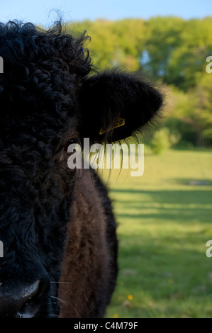 Walisische schwarze Kuh nah bis halbe Gesicht zeigen Stockfoto