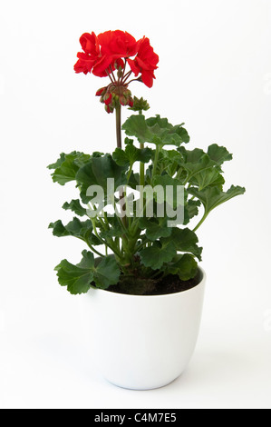 Geranien, Pelargonien (Pelargonium Zonale Hybriden). Rot blühende Pflanze. Stockfoto