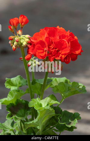 Geranien, Pelargonien (Pelargonium Zonale Hybriden). Rot blühende Pflanze. Stockfoto