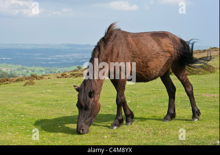 Eine Bucht Farbe Dartmoor Ponys grasen auf der Wiese in der Nähe von Haytor Rocks im Dartmoor National Park mit strahlendem Sonnenschein. Stockfoto