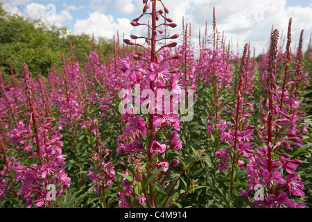 Rosebay Weidenröschen, Epilobium Angustifolium, East Yorkshire, UK Stockfoto