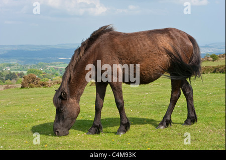 Eine Bucht Farbe Dartmoor Ponys grasen auf der Wiese in der Nähe von Haytor Rocks im Dartmoor National Park mit strahlendem Sonnenschein. Stockfoto