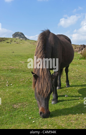 Ein Siegel braune Farbe Dartmoor Ponys grasen auf der Wiese in der Nähe von Haytor Rocks im Dartmoor National Park mit strahlendem Sonnenschein. Stockfoto