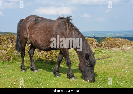 Ein Siegel braune Farbe Dartmoor Ponys grasen auf der Wiese in der Nähe von Haytor Rocks im Dartmoor National Park mit strahlendem Sonnenschein. Stockfoto