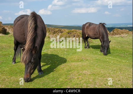 2 Dichtung braun Dartmoor Ponys grasen auf der Wiese in der Nähe von Haytor Rocks im Dartmoor National Park mit strahlendem Sonnenschein. Stockfoto