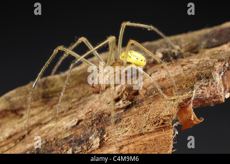 Männliche Gurke Spider, Araniella Cucurbitina oder Green Orb Weaver, UK Stockfoto