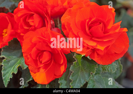 Tuberöse Begonie (Begonia Tuberhybrida), rote Blüten Stockfoto