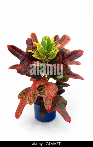 Bunte Kroton (Codiaeum Variegatum). Topfpflanze. Studio Bild vor einem weißen Hintergrund Stockfoto