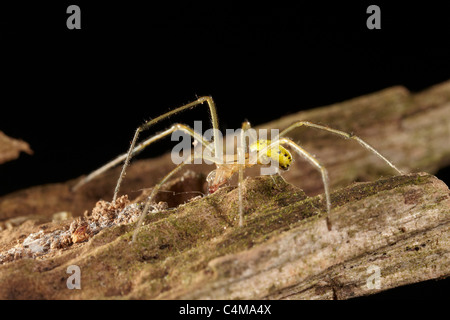 Männliche Gurke Spider, Araniella Cucurbitina oder Green Orb Weaver, UK Stockfoto