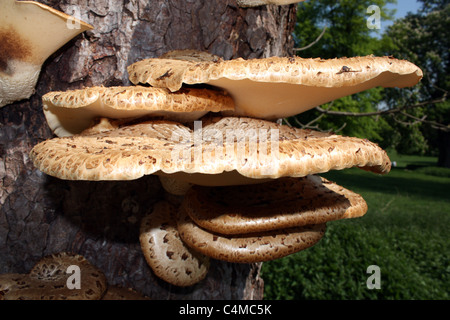 große flache Pilze auf Eiche Baum Cambridgeshire East Anglia England UK Stockfoto