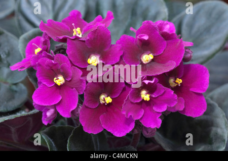 Saintpaulia, African Violet (Saintpaulia Ionantha-Hybride), lila Blüten. Stockfoto