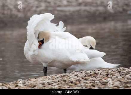 Paar Höckerschwäne putzen unter ihre Fittiche Stockfoto