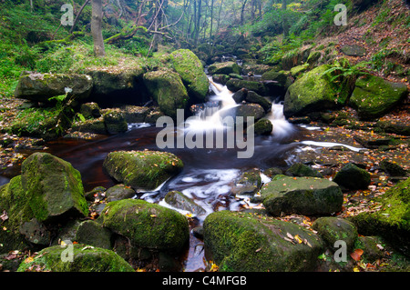 Bach durch ein Waldstück Stockfoto