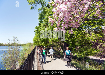 Läufer Fußgänger & abgesessene Radfahrer folgen rund um Central Park Reservoir unter blühenden Kirsche Bäume Weg Stockfoto