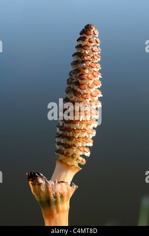 Fruchtbaren Stamm des gemeinsamen Schachtelhalm Equisetum Arvense Lancashire Stockfoto