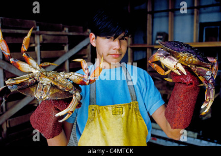 Zwei riesige Dungeness Krabben frisch aus einer Krabbe Boot liegen ein junger Arbeiter tragen Schutzhandschuhe in ein Meeresfrüchte-Aufbereitungsanlage in Alaska, USA. Stockfoto