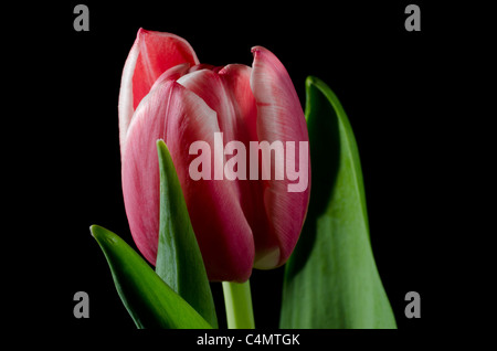 Tulpe Blume Stockfoto
