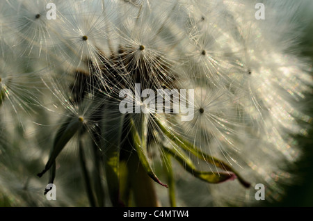 Detail der Löwenzahn Taraxacum Saatgut-Kopf Stockfoto