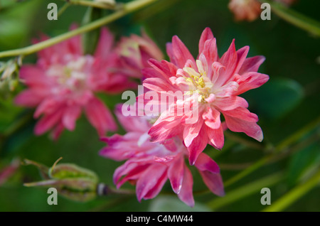 Akelei Aquilegia Blumen Stockfoto