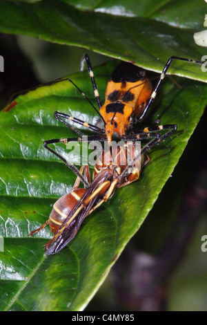 Wolfsmilch Assassin Bug (Zelus Longipes) mit Wespe Stockfoto