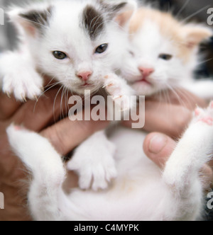 Ein paar weiche süße Woche alt Kätzchen in Händen gehalten Stockfoto