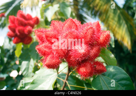 Rambutan Früchte am Baum hängen Stockfoto