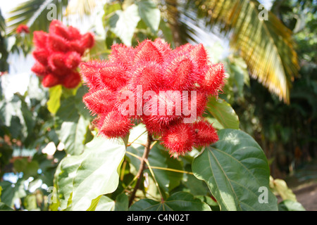 Rambutan Früchte am Baum hängen Stockfoto