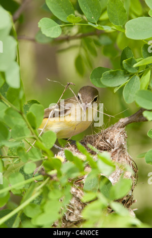 Bells Vireo Gebäude Nest - vertikal Stockfoto